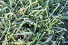 Frosty winter grass in sunshin