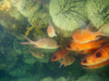 Fish 3
