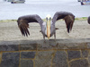Pelican