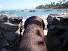 Cannon 2