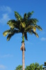 Palm Tree 2