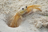 Crab 5