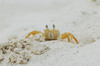Crab 1