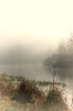 Misty woods