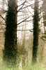 Misty woods