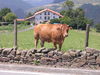 Cow in Sollube