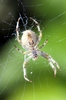 Spider 1