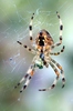 Spider 3