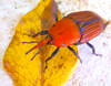insecto 1