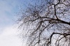 Leafless Tree