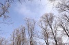 Winter Trees