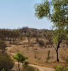 brown bush track