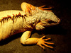 Lizzard