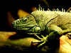 Lizzard