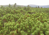 Mountain Pines