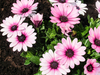 pink beauty