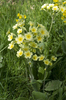 Hybrid flowers
