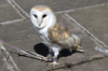 Barn owl