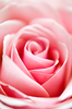 A rose for mother
