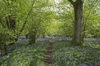 Forest flowers