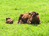 red cattle