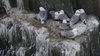 kittiwakes