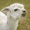 Alpaca