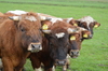 Bulls in a row