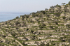 Hillside terraces