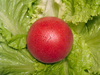 Red Tomato