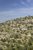 Hillside terraces