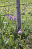 Naked man orchid
