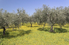 Orchard flowers