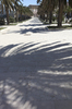 Palm shadows