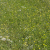 Mixed wild flowers