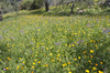 Wild flowers