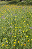 Wild flowers