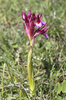 Pink orchid