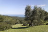 Italian landscape