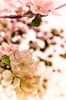 Apple Blossom