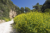 Yellow flowers