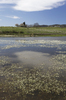 Pond flowers