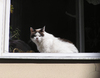 Cat in the window