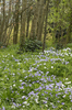 Woodland flowers