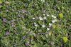 Spring flowers