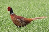 Pheasant