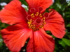 red flower