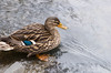 duck
