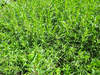 tarragon