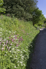 Roadside flowers